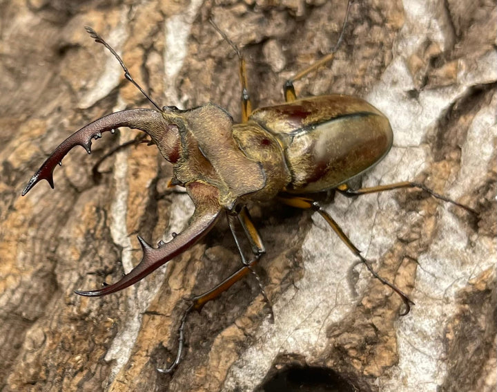 【WD】《デランミヤマクワガタ原名亜種 43mm ペア》