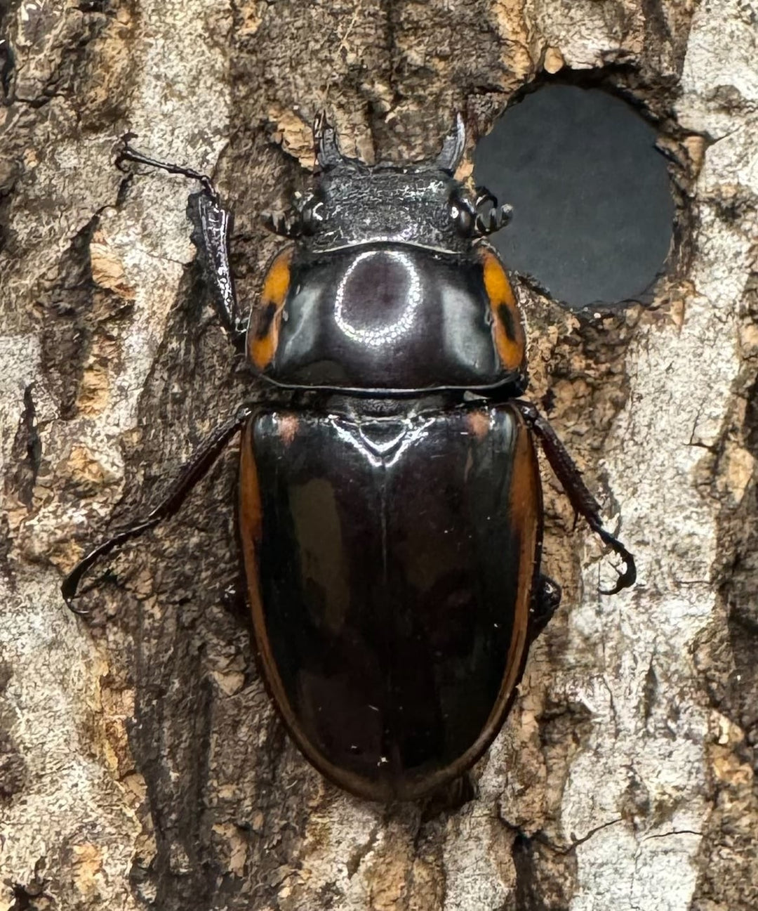 【WD】《ファブリースノコギリ原名亜種 48mm ペア》