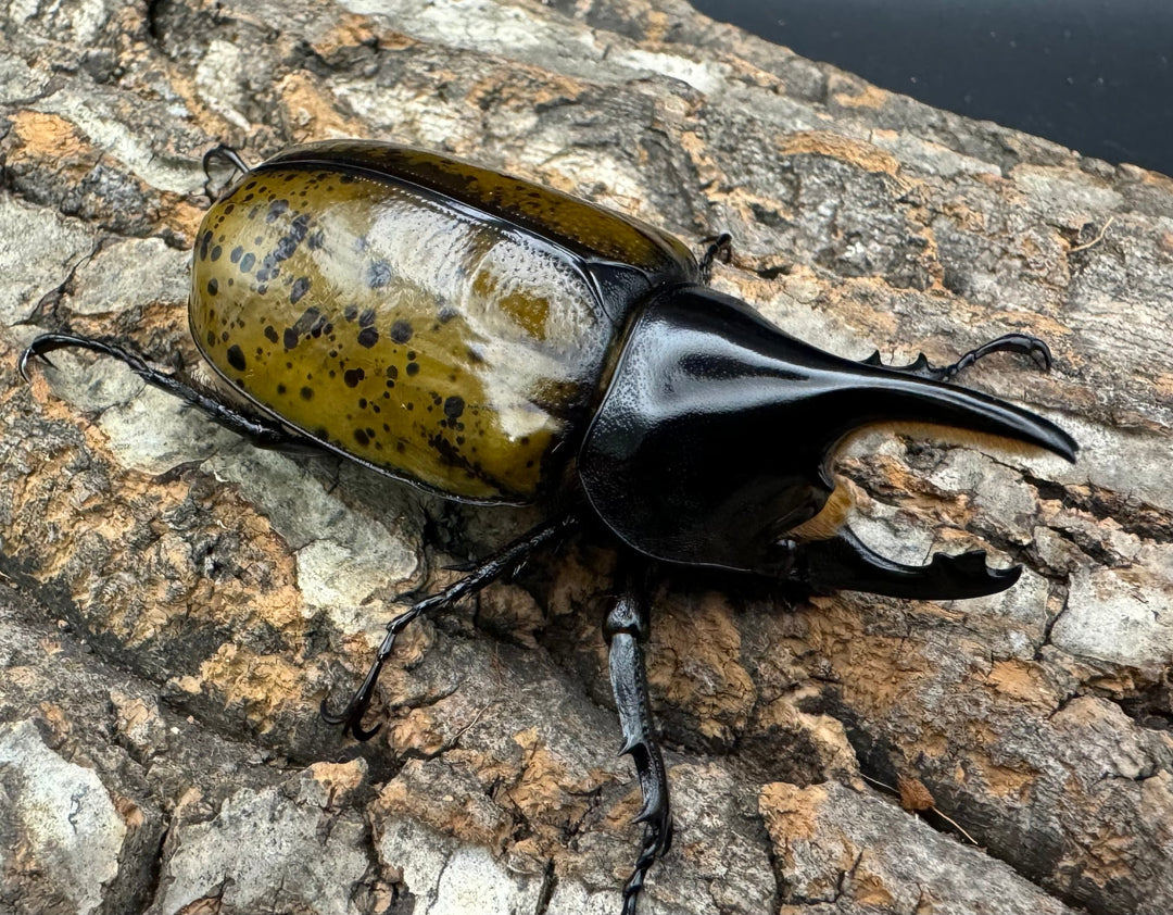 《マヤシロカブト 72mm ペア》