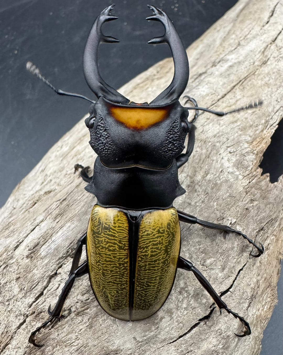 【WD】《スペクタビリスツヤクワガタ 74.5mm A’品ペア》