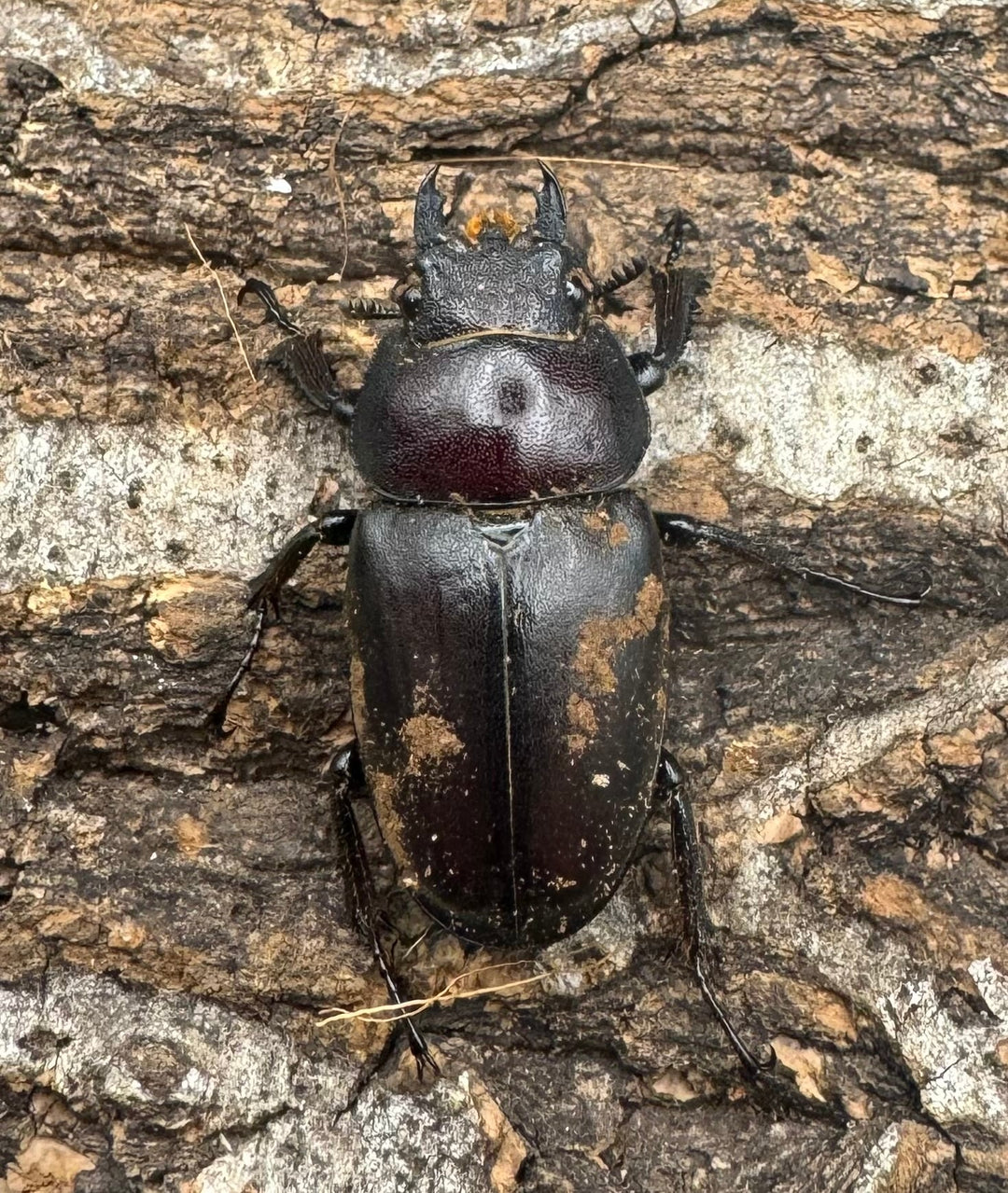 【WF1】《本土ノコギリクワガタ 八王子産 56.5mm ペア》