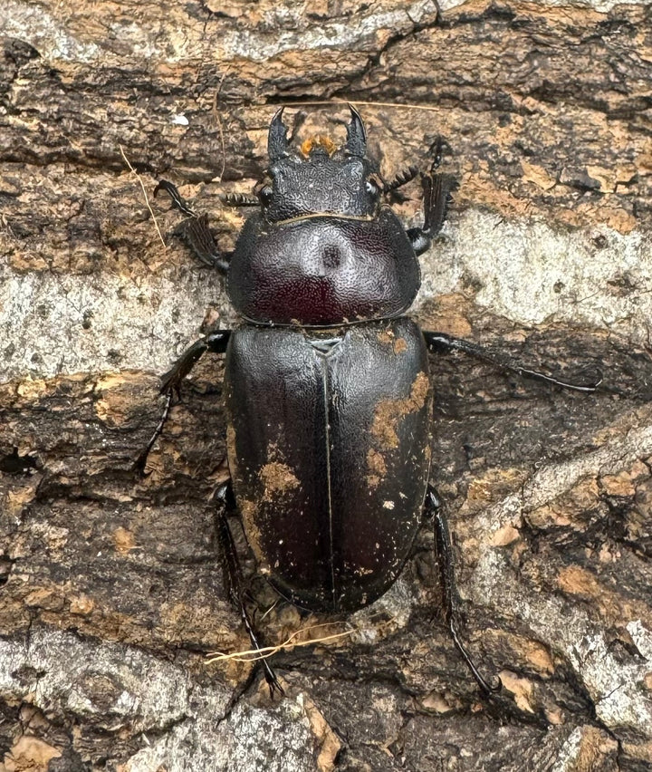 【WF1】《本土ノコギリクワガタ 八王子産 56.5mm ペア》