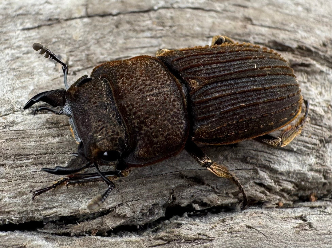 【WD】《ウルスルスサビクワガタ チベット産 21mm ペア》