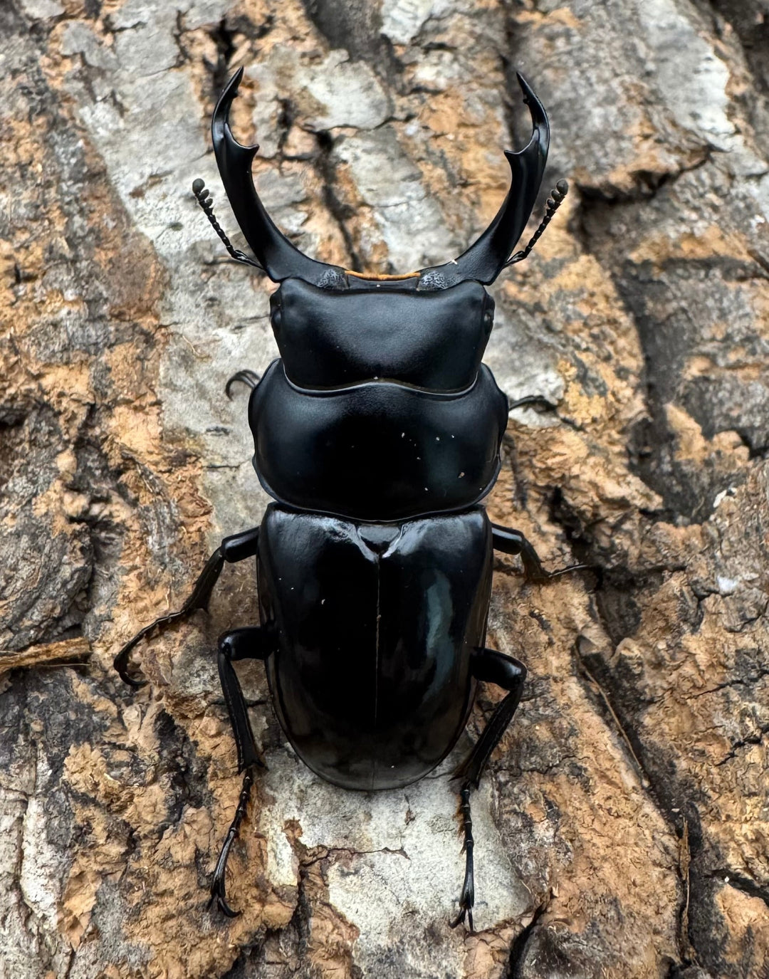 【WD】《セメノウコクワ 会東産 47.5mm ペア》