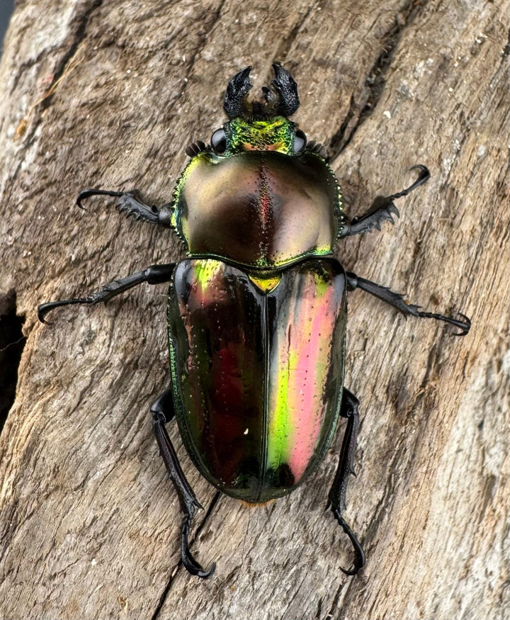 《ニジイロクワガタ 52mm ペア》