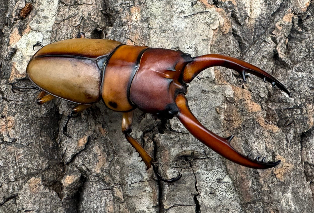 即ブリ《アスタコイデスノコギリ亜種ブランカルディ 64.5mm ♂単》