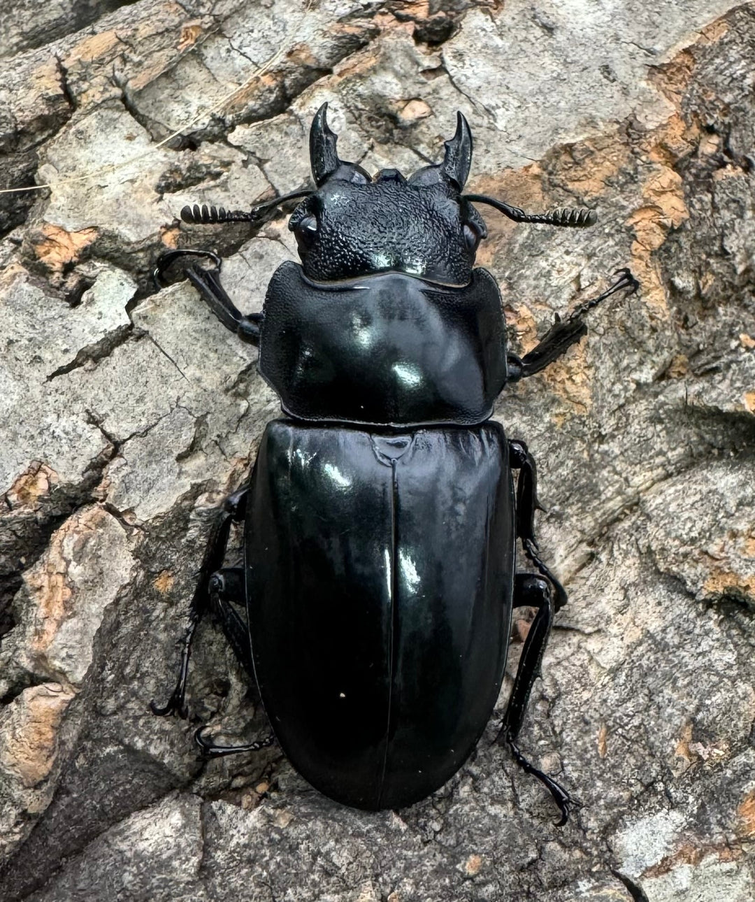 【WD】《セアカフタマタ（パリーフタマタ） 73mm ペア》