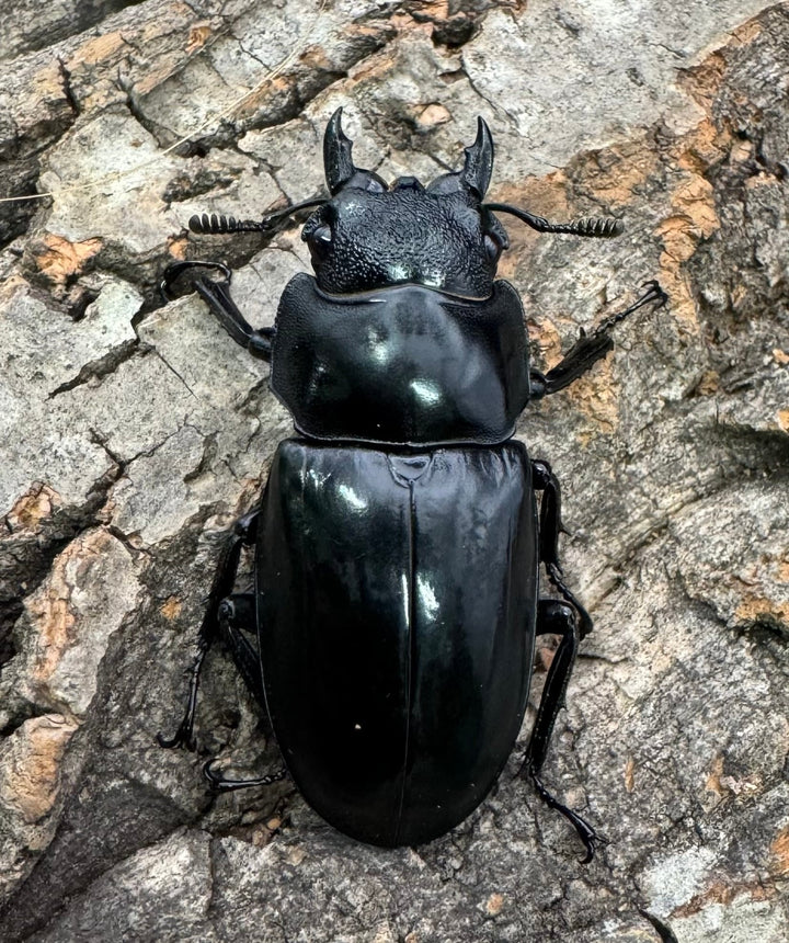 【WD】《セアカフタマタ（パリーフタマタ） 73mm ペア》