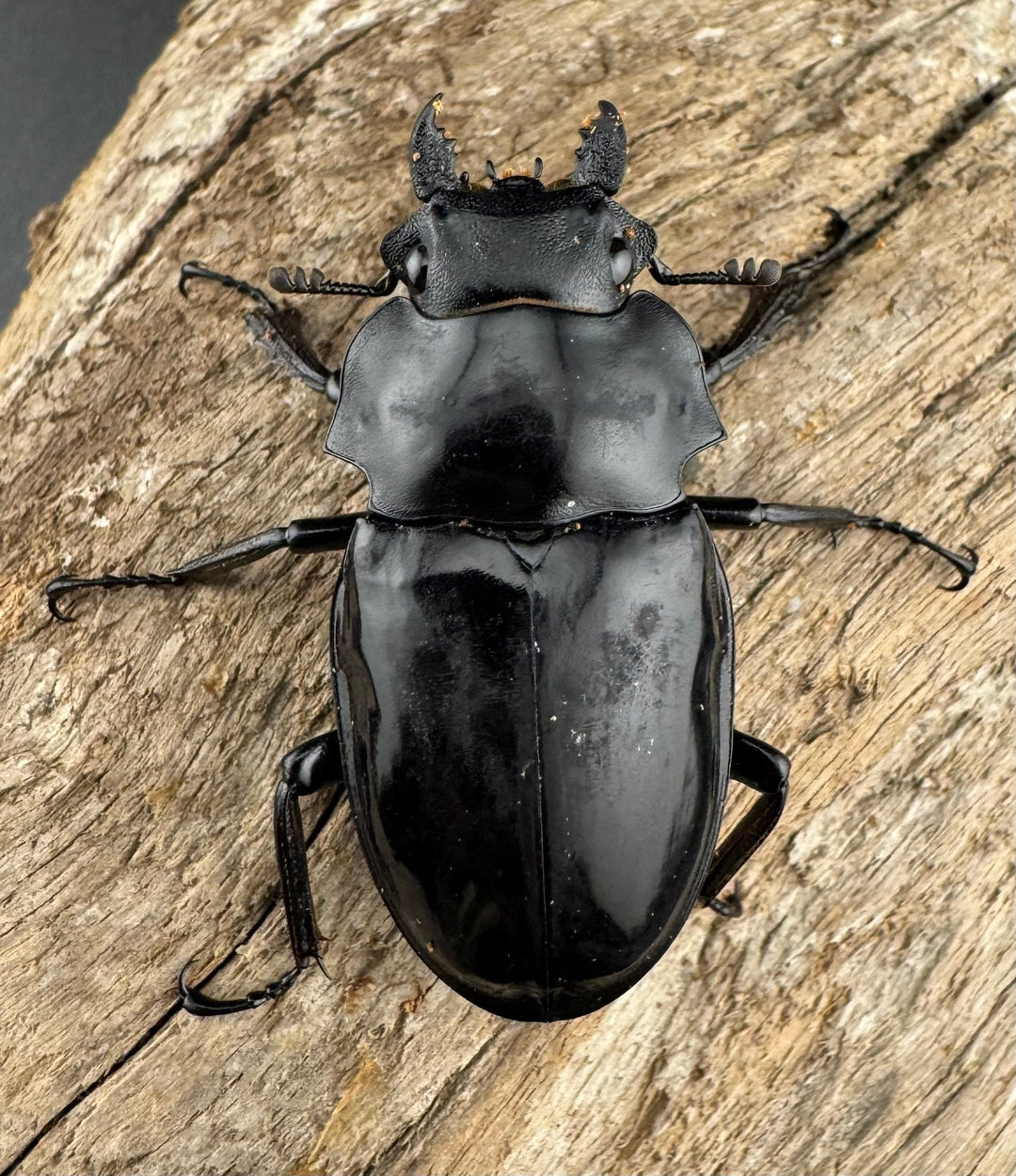 【WD】《ダールマンツヤクワガタ亜種セレベンシス 81.5mm ペア》