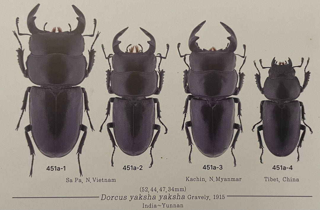 【WD】貴重産地《ドルクス ヤクシャ 30mm ♀単》