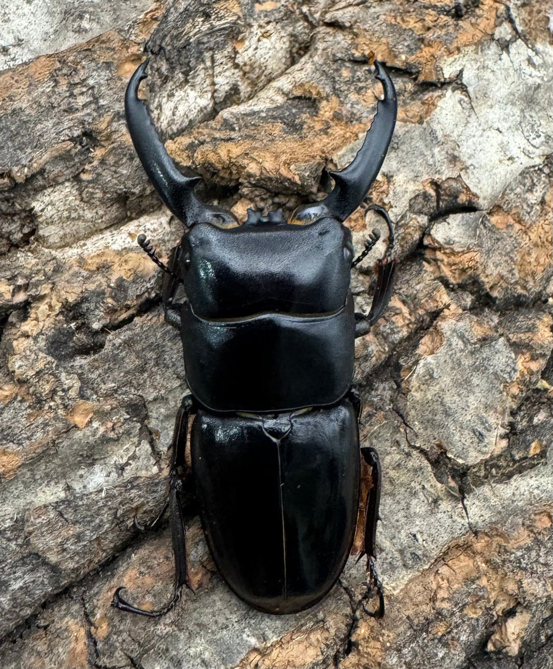 《ツシマヒラタクワガタ 51.5mm ♂単》