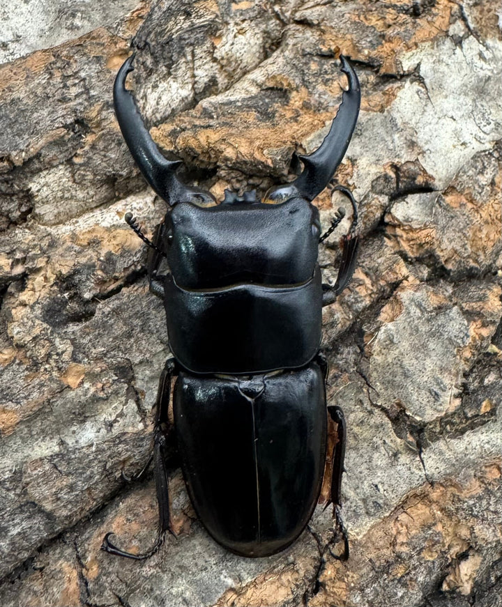 《ツシマヒラタクワガタ 51.5mm ♂単》