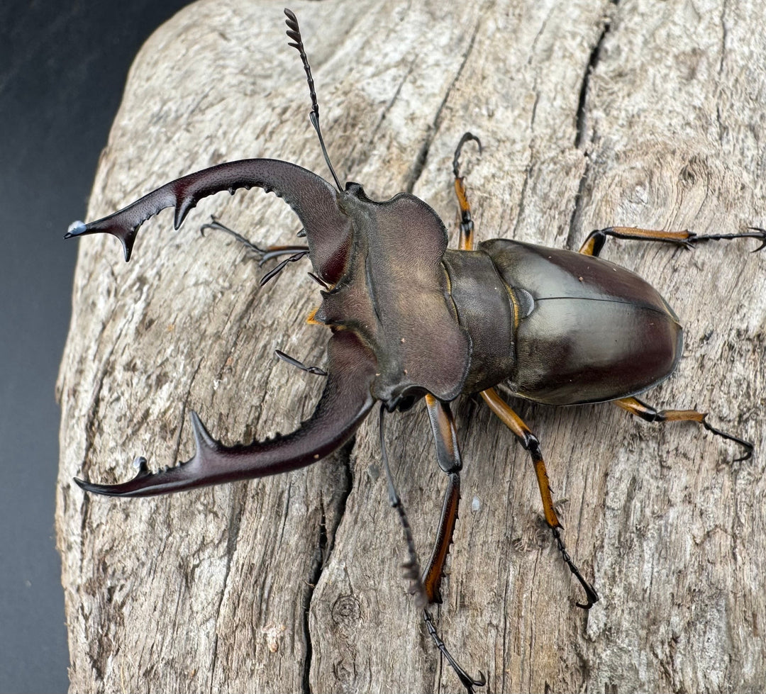 【WD】《フェアメイルミヤマ 雅安市産 57mm ペア》