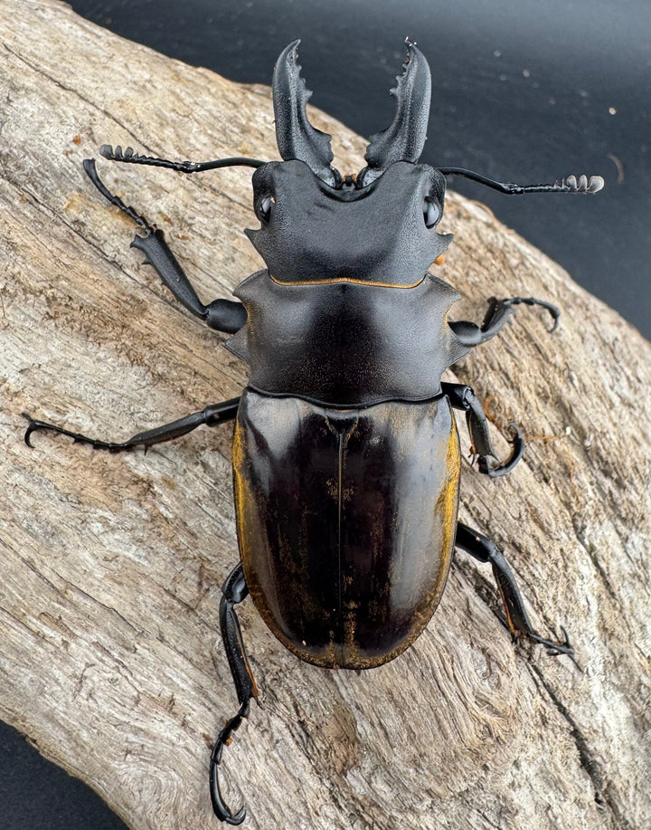 【WD】《ダールマンツヤクワガタ原名亜種 67mm A’品ペア》