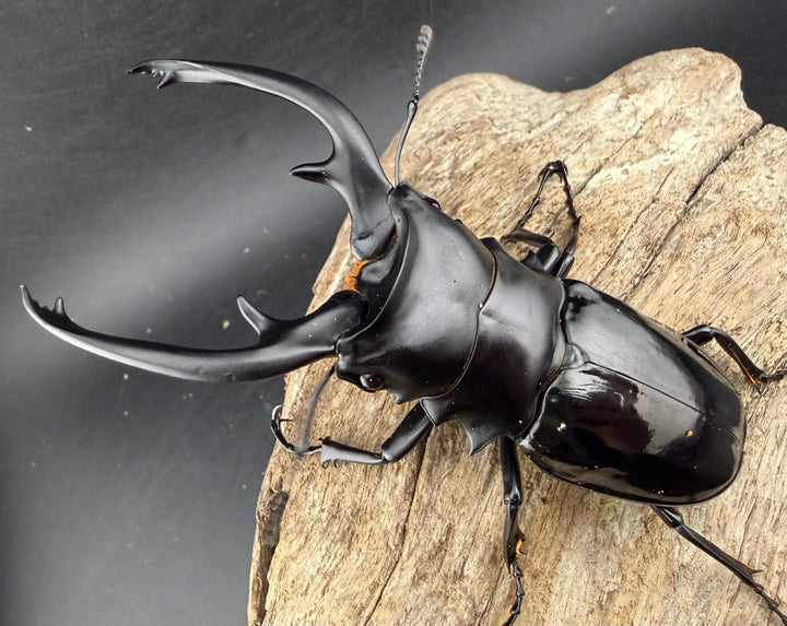 【WD】《インターメディアツヤクワガタ ネグロス島産 96mm ペア》