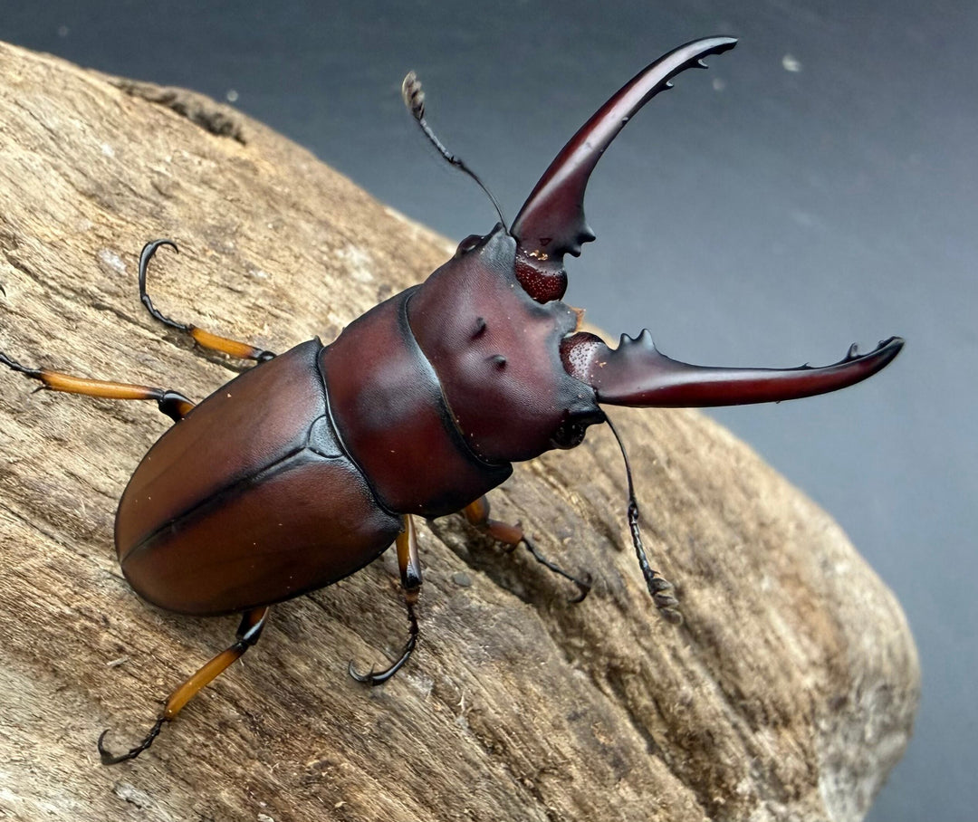 【WD】《アスタコイデスノコギリ ベンクール産 47mm ペア》