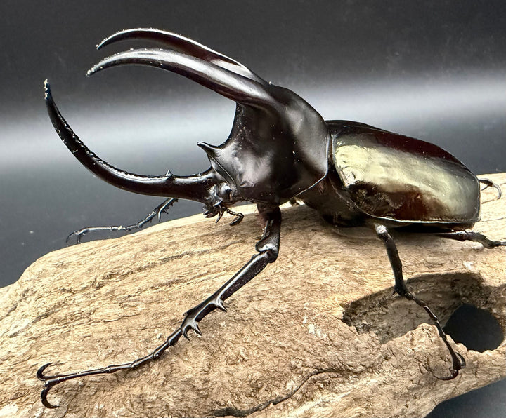 【WD】《モーレンカンプオオカブト 95mm ペア》