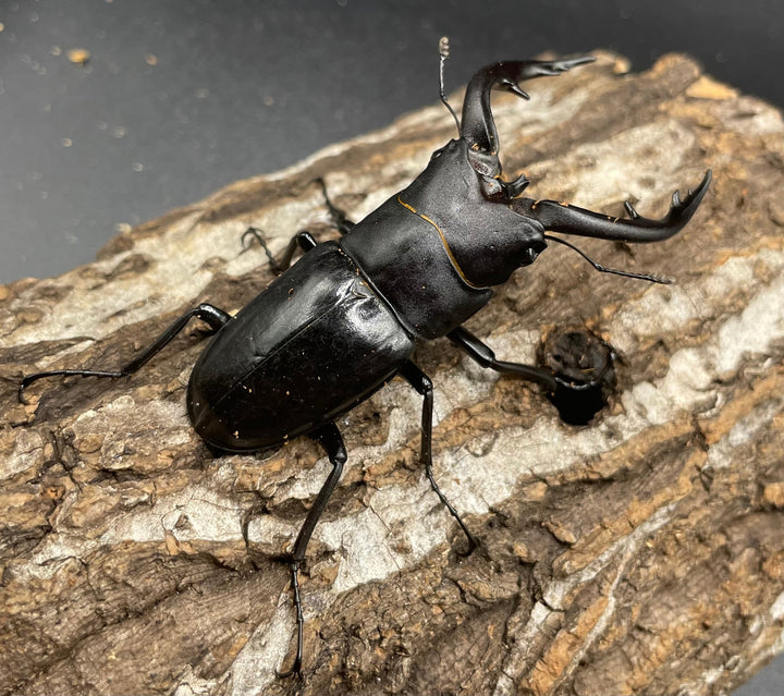 【WD】《アマミノコギリ 70mm ペア》