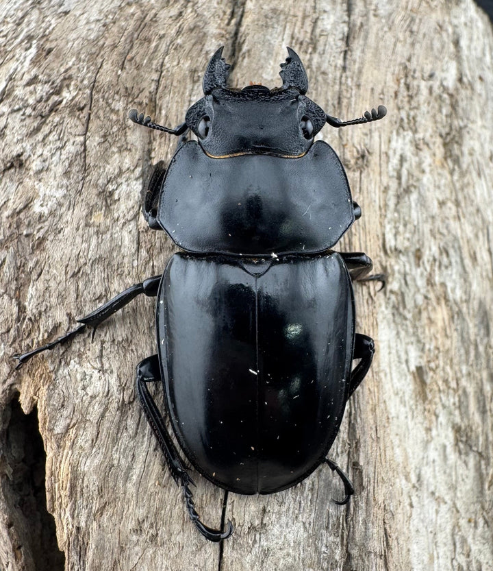 【WD】《スチーブンスツヤ原名亜種 76mm ペア》