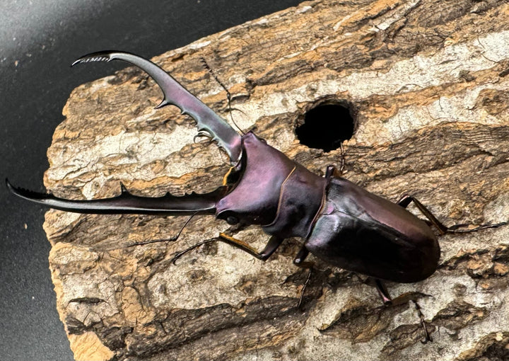 【美麗】《メタリフェルホソアカ 69mm ペア》わたくわ氏ブリード個体