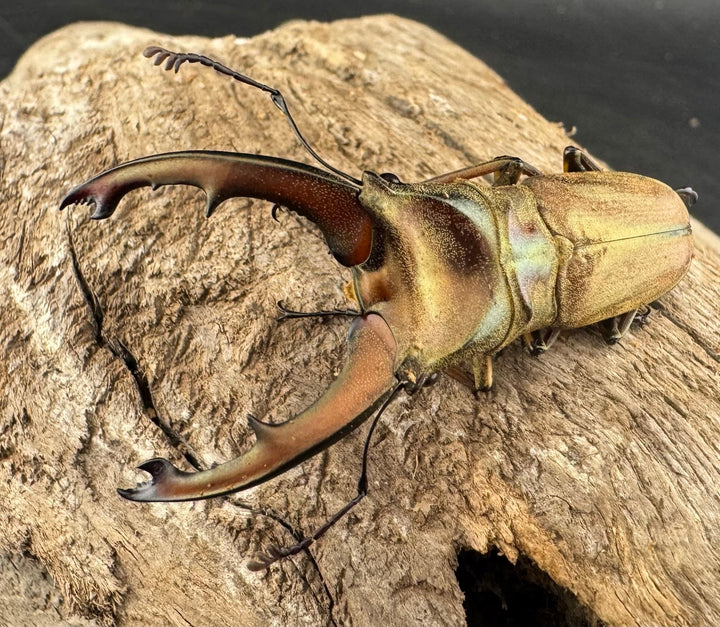 【WD】大型《ズベールホソアカ マラグサン産 50mm ペア》