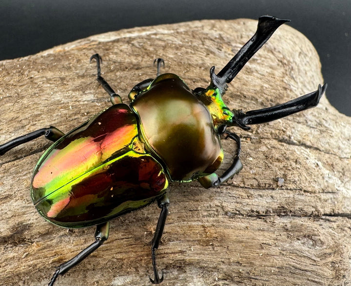 《ニジイロクワガタ 52mm ペア》