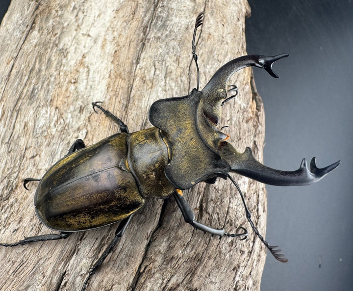 【WD】《セリケウスミヤマ ssp. 64mm ペア》