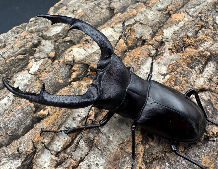 【WD】《マンディブラリスフタマタ 92.5mm ペア》