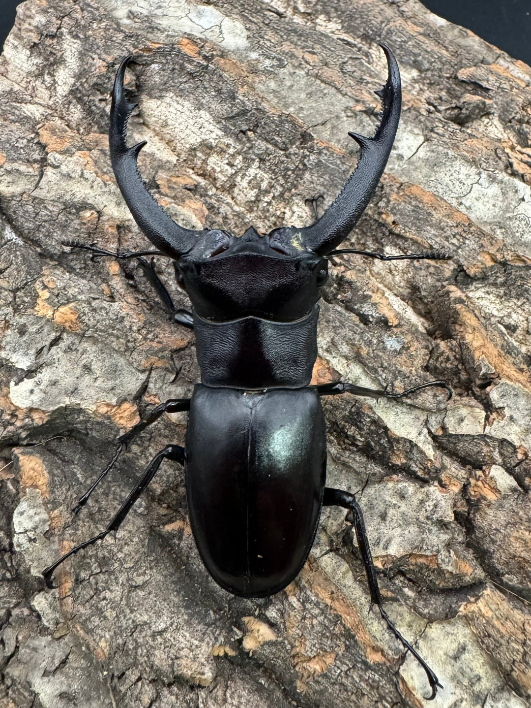 【WD】《マンディブラリスフタマタ 82mm ペア》