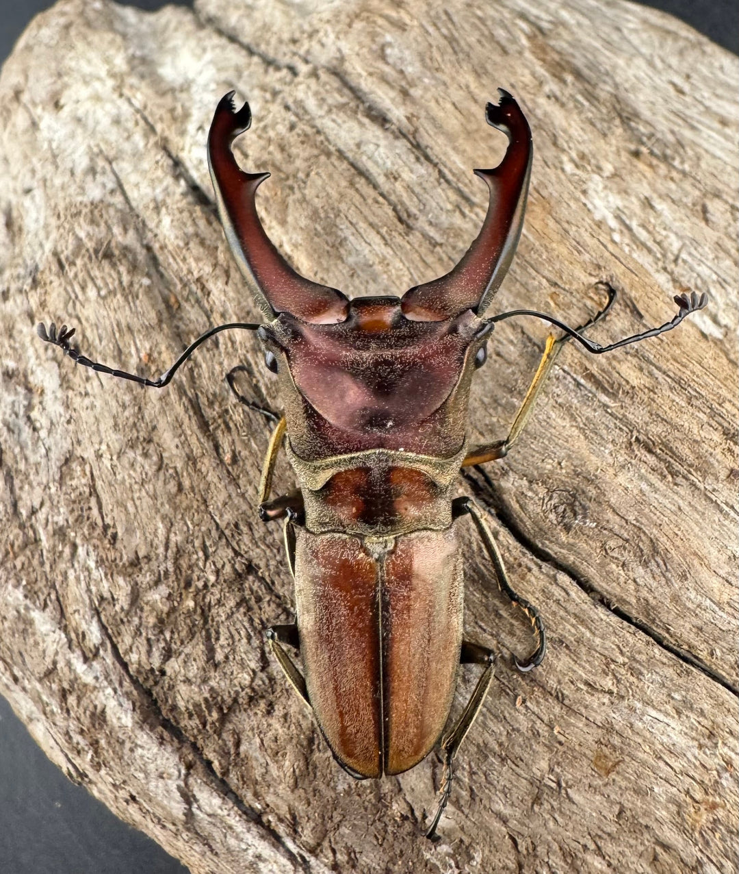 【WD】大型《ズベールホソアカ マラグサン産 52.5mm ペア》