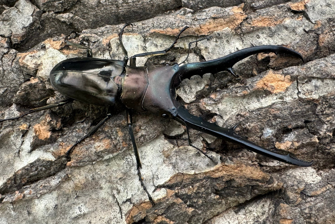 【WD】《メタリフェルホソアカ 78mm ペア》