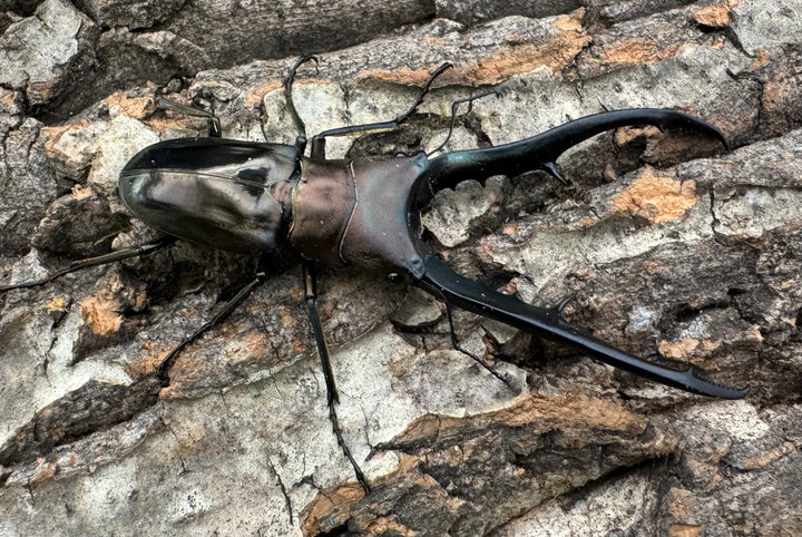 【WD】《メタリフェルホソアカ 78mm ペア》