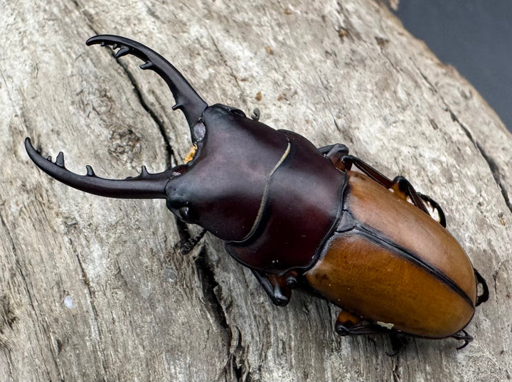 【WD】《ブルイジンノコギリ ペレン島産 39mm ペア》