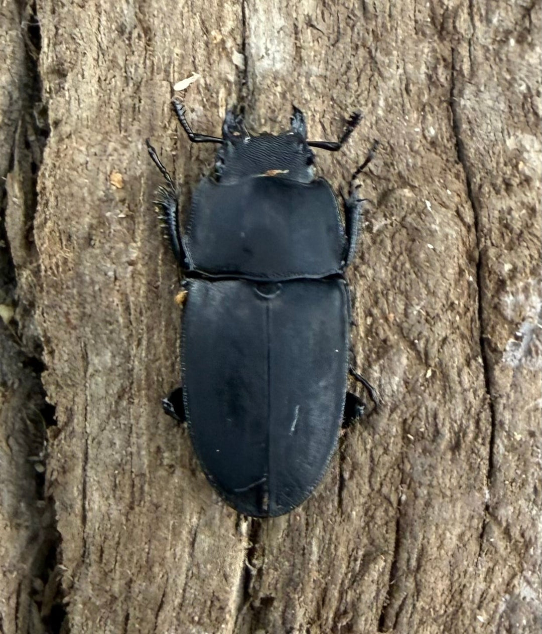 【WF3】《メタドルクス ロトゥンダトゥス 22mm ペア》