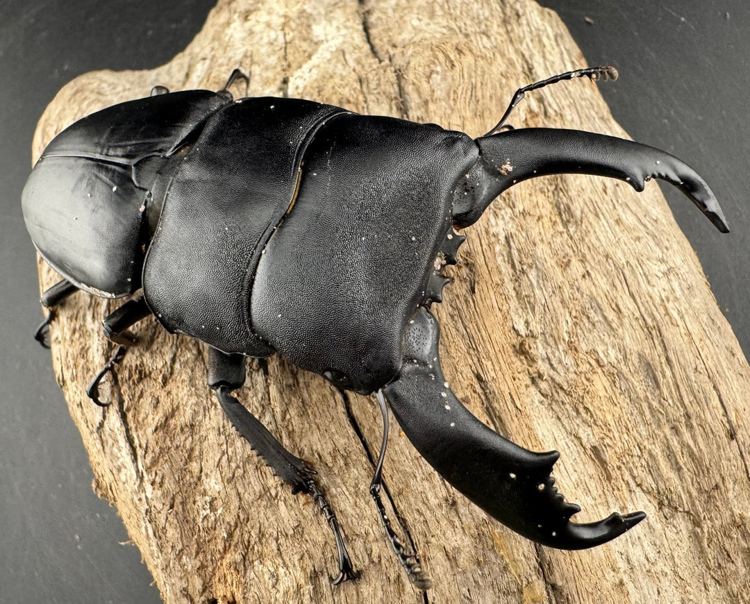 【WD】《西ペレンヒラタ（スラウェシオオヒラタ） 94mm ペア》