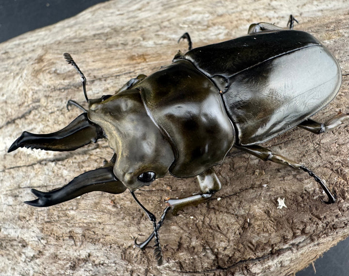 《ローゼンベルグオウゴンオニクワガタ 67mm ♂単》