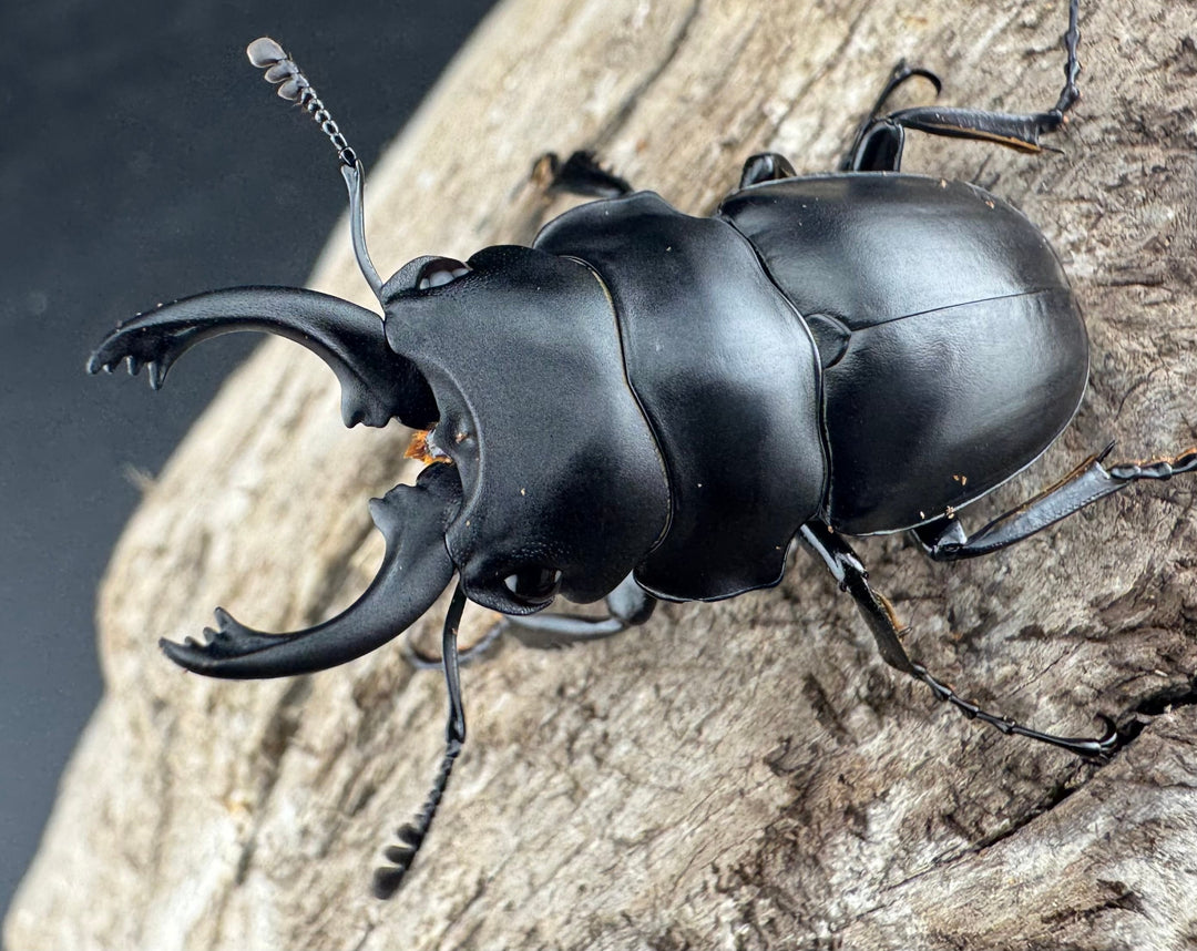 【WD】《プラティノータツヤクワガタ原名亜種 38.5mm ペア》