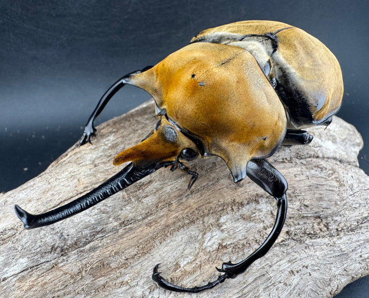 《エレファスゾウカブト 117mm ペア》