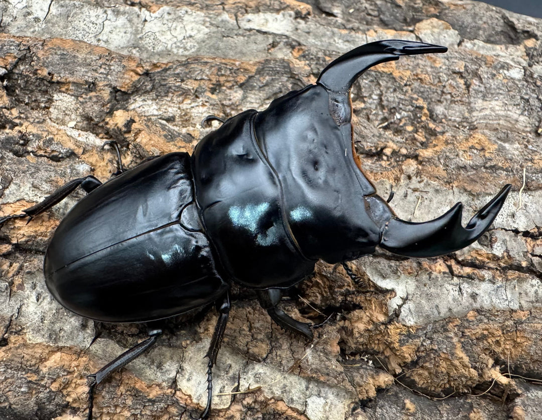 《インドアンタエウス サディア産 81mm ペア》