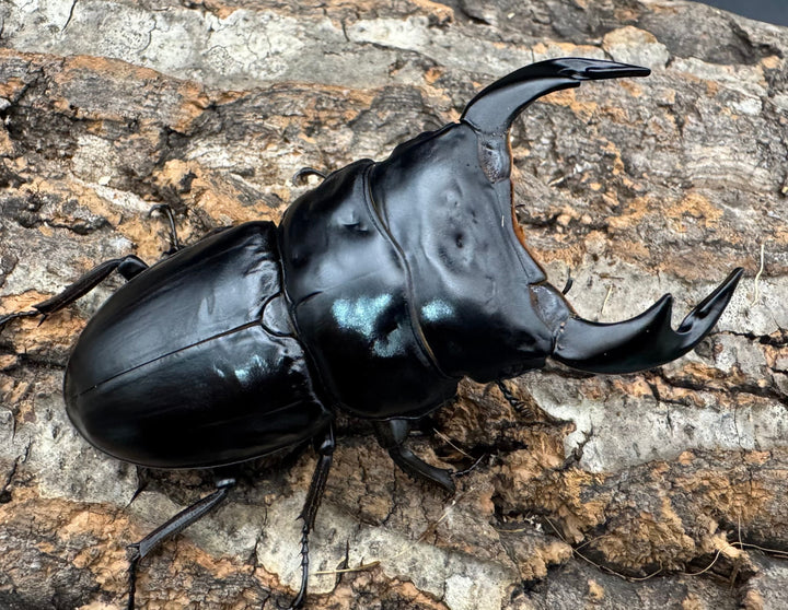 《インドアンタエウス サディア産 81mm ペア》