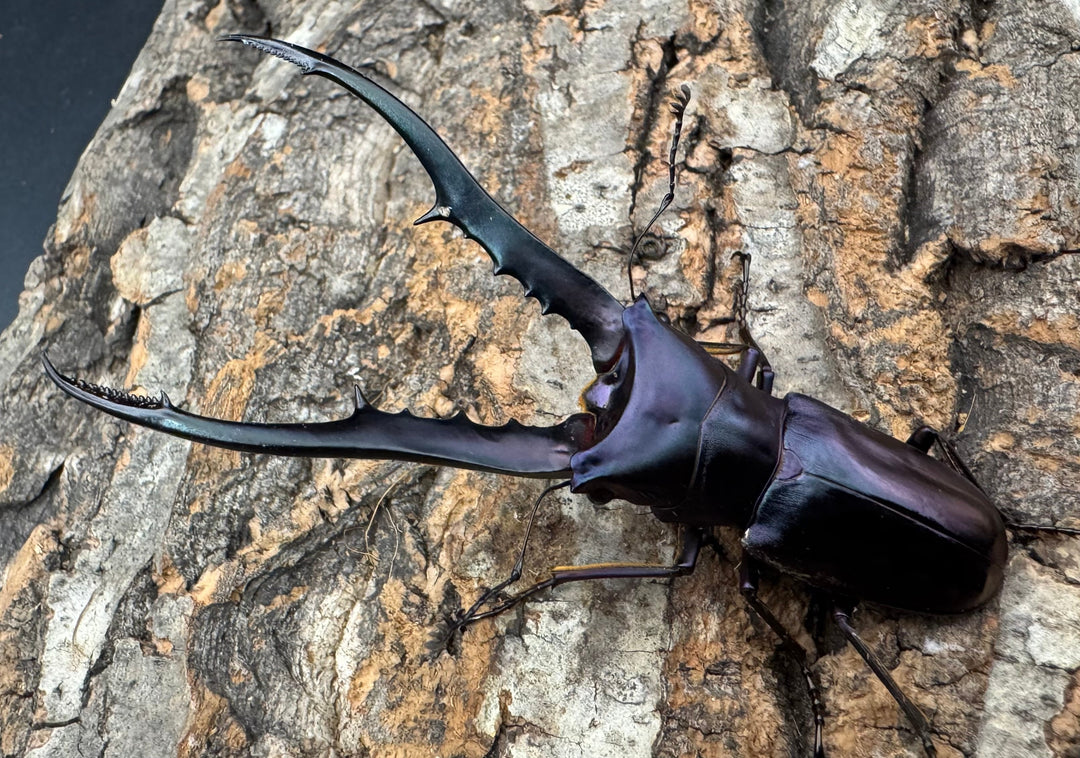 【美麗】《メタリフェルホソアカ 81mm ペア》わたくわ氏ブリード個体