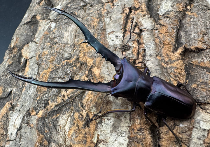 【美麗】《メタリフェルホソアカ 81mm ペア》わたくわ氏ブリード個体