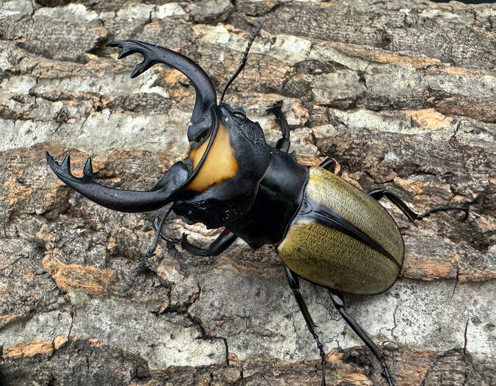 【WD】《ラコダールツヤクワガタ 73mm ペア》