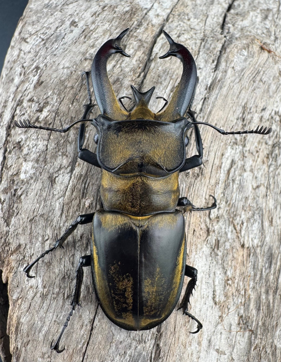 【WD】《フルキフェルミヤマ 67mm ペア》