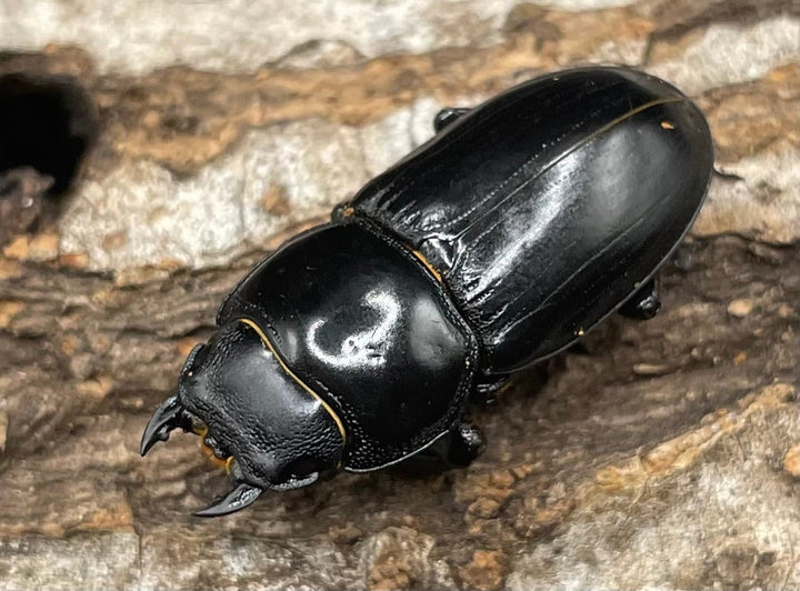 【WD】《ドルクス カツラ 広東省産 25mm ♀単》