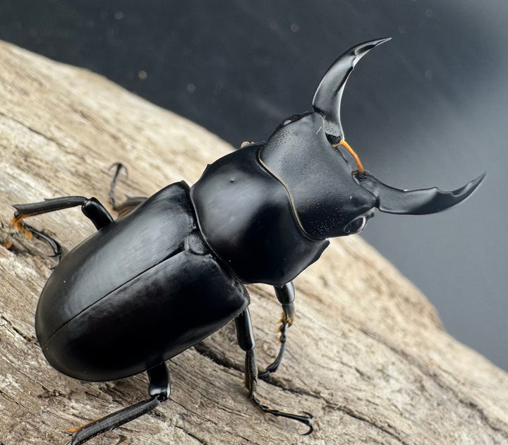 【WD】《ブラナウンコクワ 福貢県産 40mm ペア》