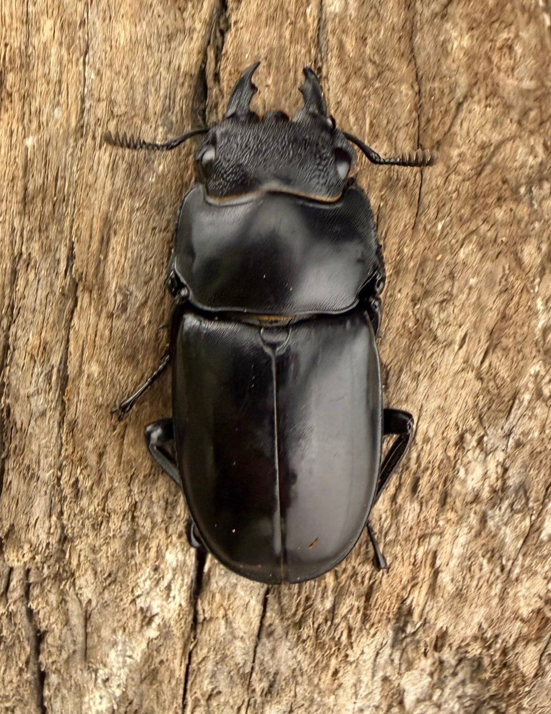 【WD】《パリーフタマタ亜種ディロレイ 75.5mm ペア》