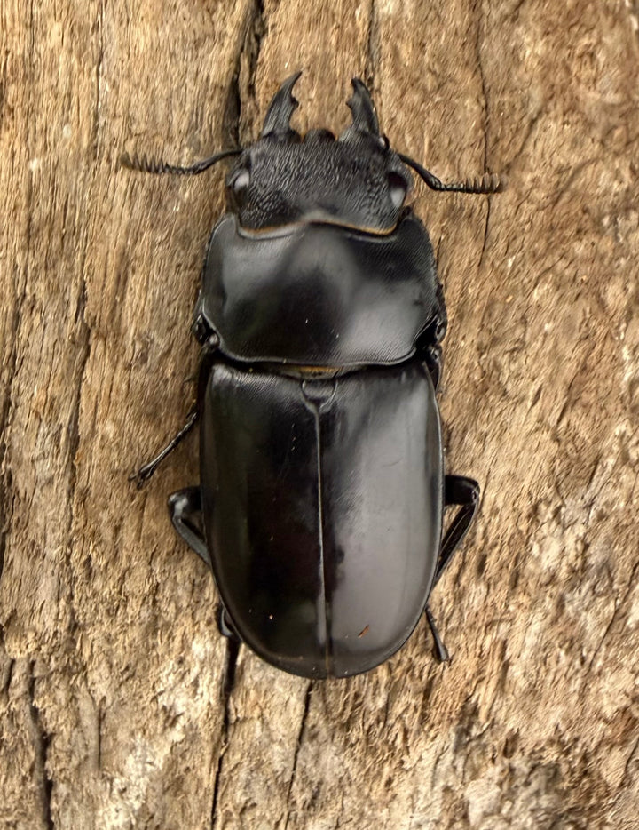 【WD】《パリーフタマタ亜種ディロレイ 75.5mm ペア》