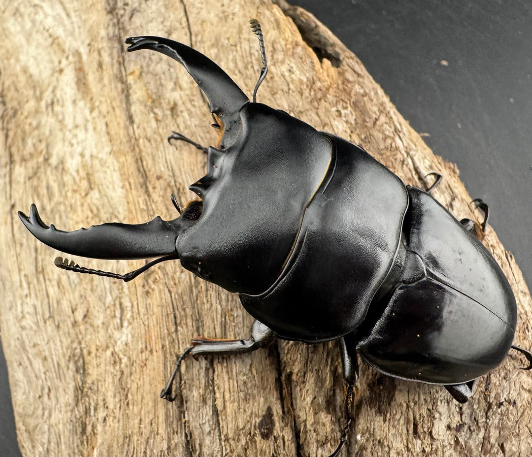 【WD】《アルキデスヒラタ ベンクール産 長歯 77mm ペア》