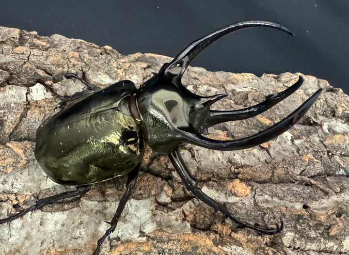 【WD】《ミンダナオアトラスオオカブト 97mm ペア》